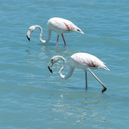 Hotel Ar Roca Esmeralda &