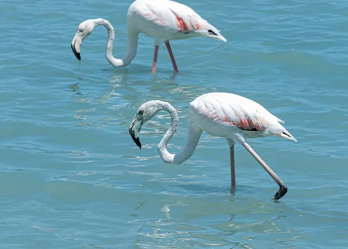 Hotel Ar Roca Esmeralda &